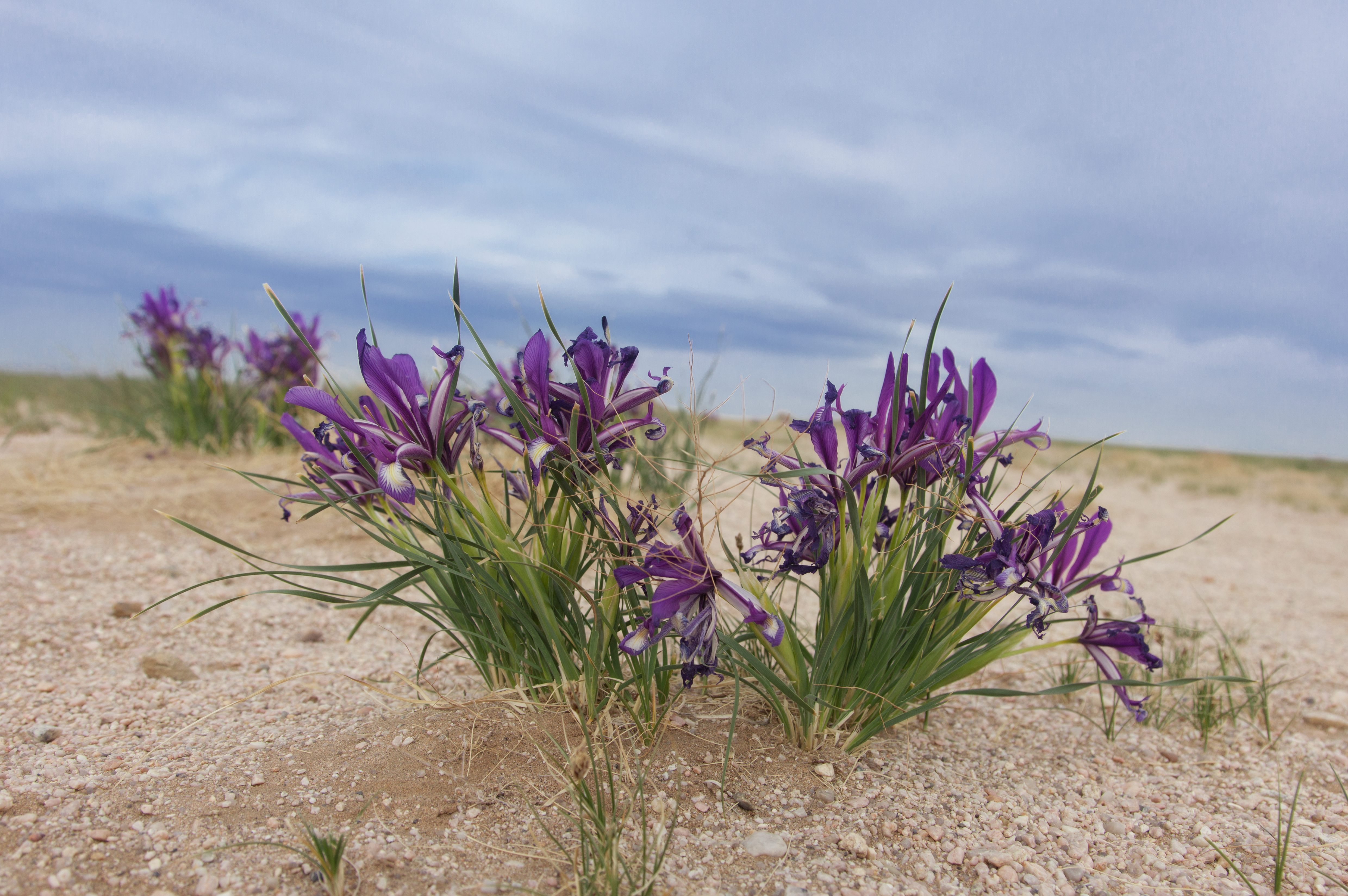 Desert iris (Shutterstock)
