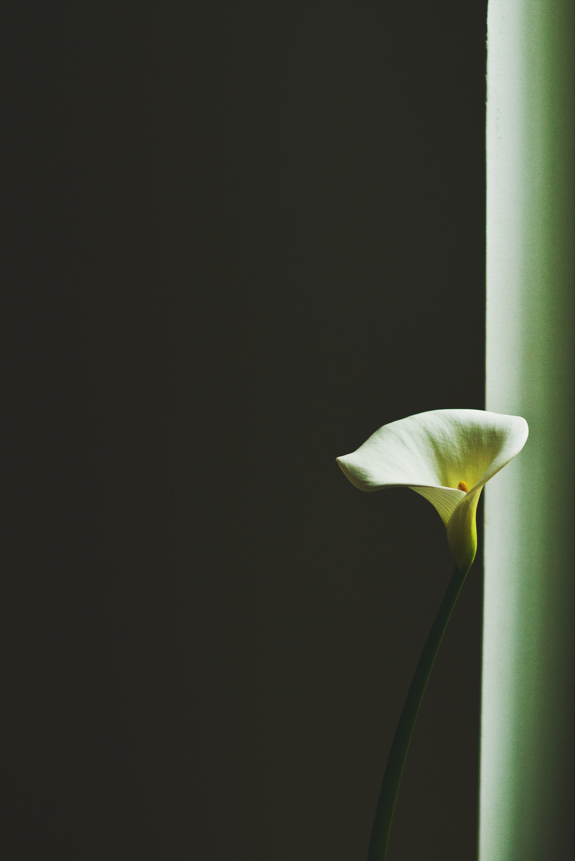 Lily (Unsplash marta-pawlik)