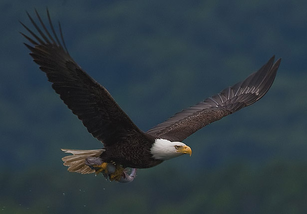 bald-eagle-with-fish