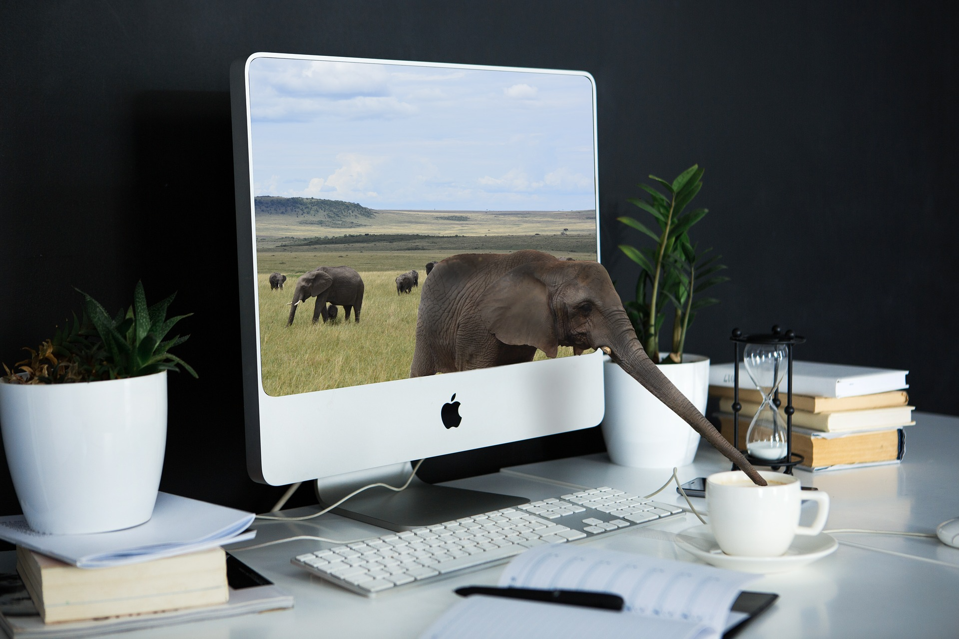 Elephant drinking from laptop (Pixabay)