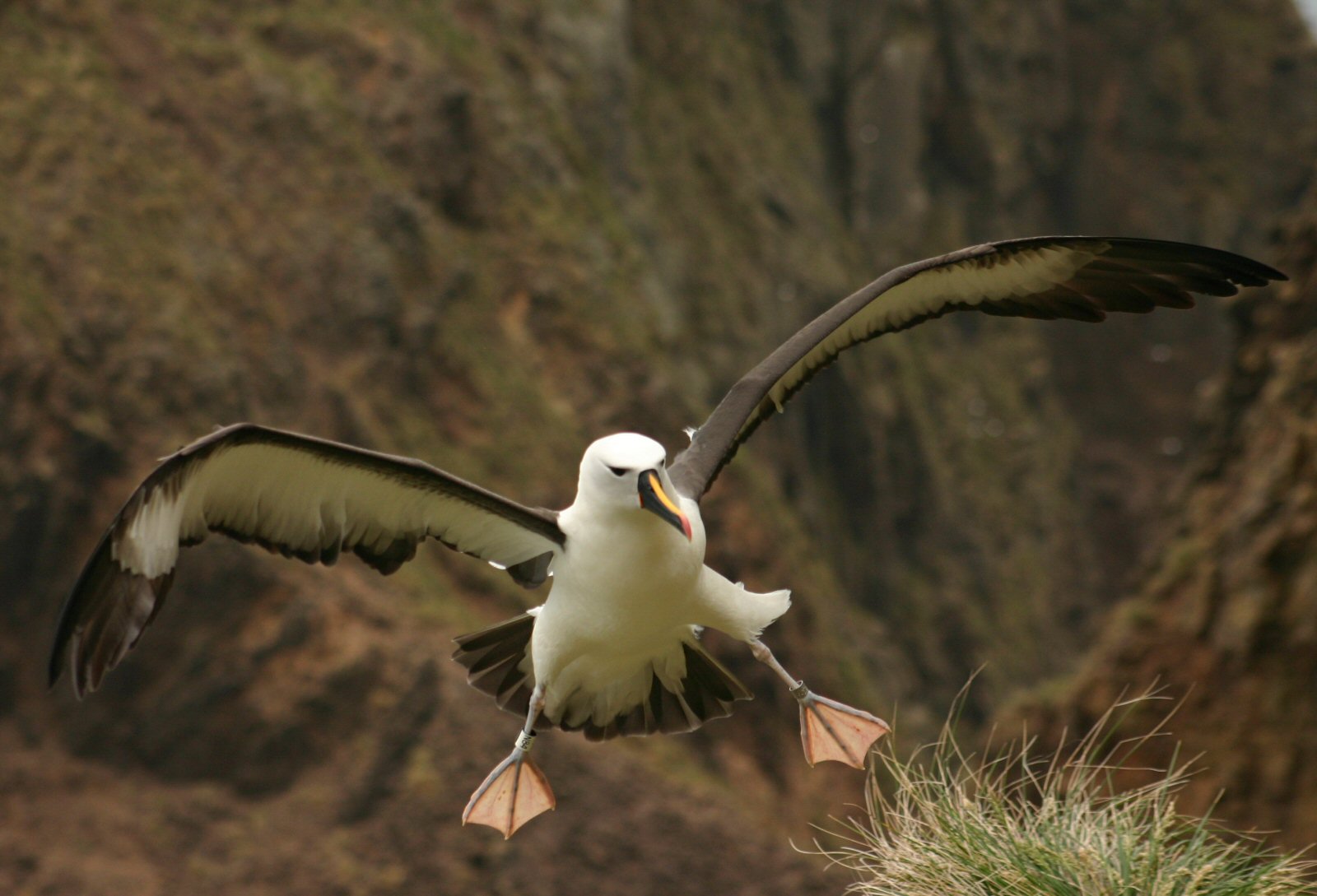 Albatros_à_bec_jaunes