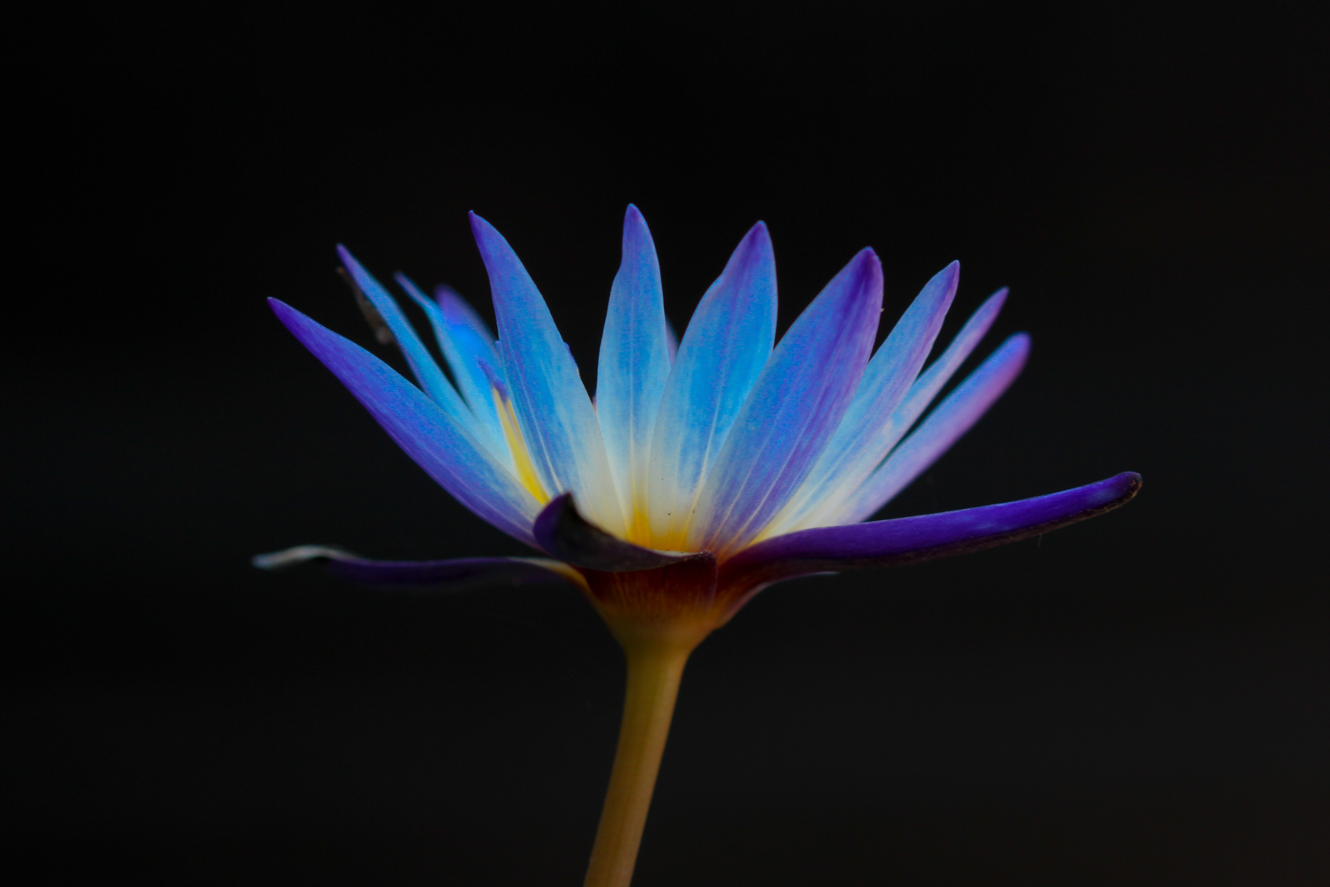 Blue flower black background (Unsplash boris-smokrovic)