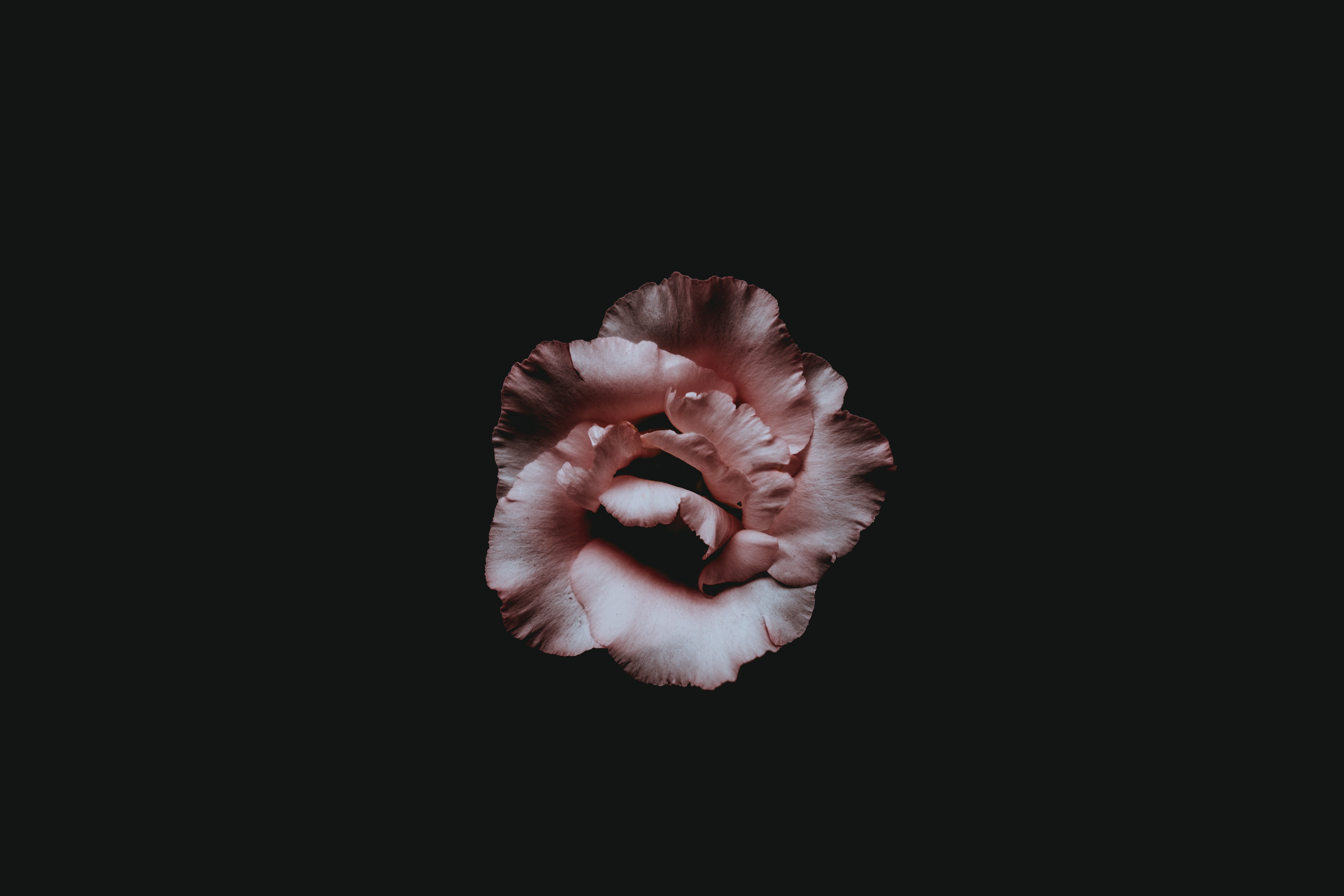 Single flower back background (Unsplash annie-spratt)