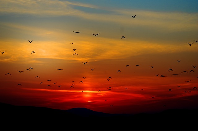 Sunset with birds (Pixabay)