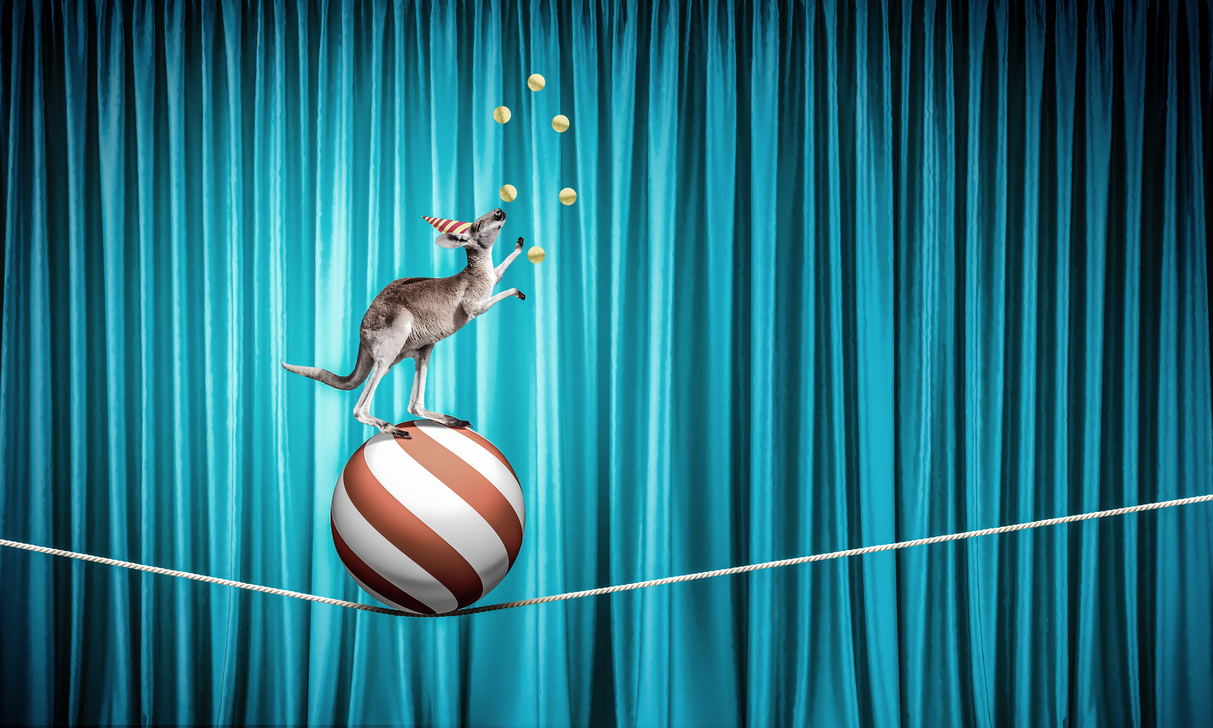 Kangaroo juggling (Shutterstock)