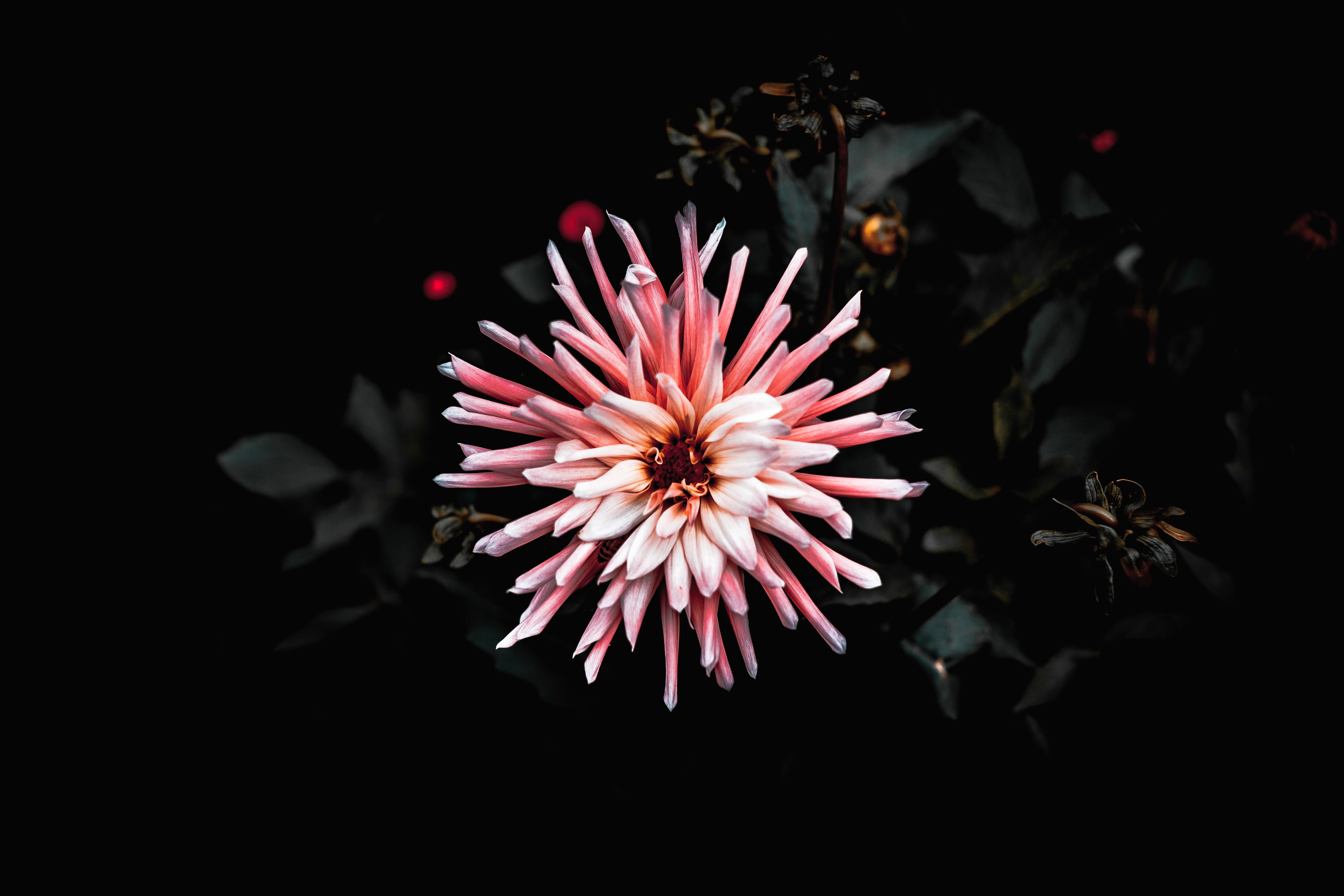 Pink flower black leaves (Unsplash florian-van-duyn)